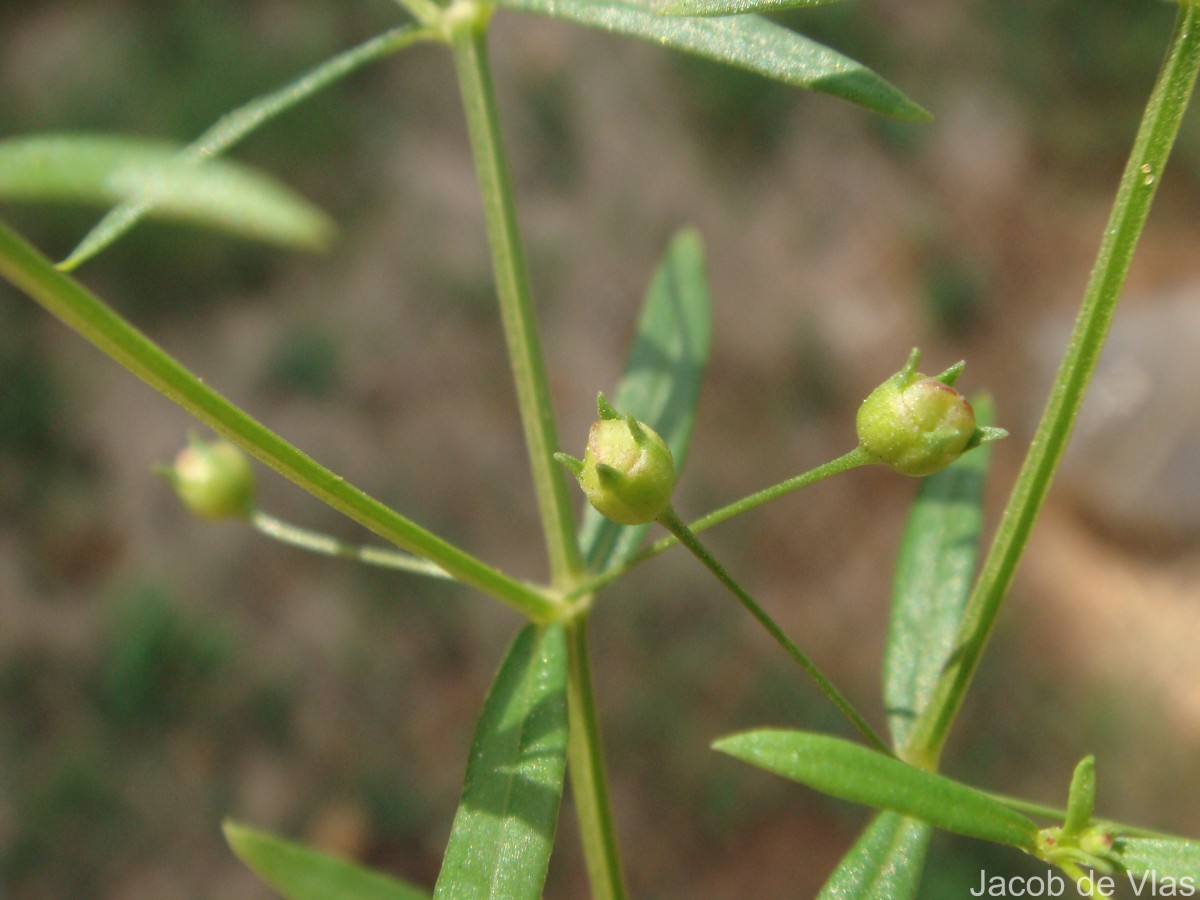 Oldenlandia herbacea (L.) Roxb.